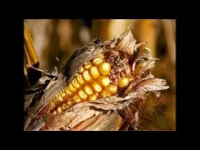 Embedded thumbnail for Alternatives dans l'agriculture