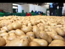 Embedded thumbnail for Planting potatoes, harvesting hope