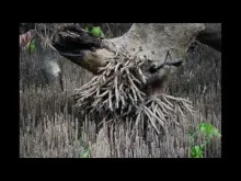 Embedded thumbnail for The importance of Mangroves in the Angoche District, Mozambique. 