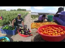 Embedded thumbnail for Integrated market gardening